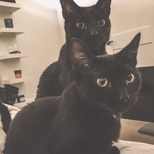 Meet your Posher, Frenchie